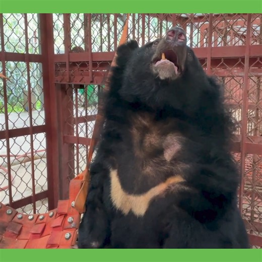 11K views · 127 reactions | Bears have an exceptional sense of smell - like dogs they get so much information through their noses, more so than through sight or sound. Tulip is sniffing the air and can likely sense the other bears in the sanctuary! | Animals Asia | Facebook