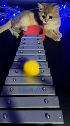 ✨ Tiny Balls, Big Sounds on the Xylophone! #asmr #cat #xylophone #leo #leowow