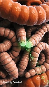 21K views · 258 reactions | Worm Infection Explained Inside the Gut #IntestinalWorms #GutHealth #ParasiteInfection #MedicalCGI #BodyInside #HealthFacts #Deworming #ViralReels #ScienceForLife | YourBody Explained | Facebook