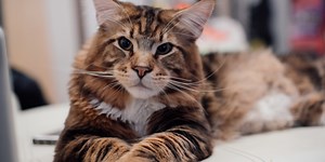 Chi è il gatto più grande del mondo? Tutti i record dei felini