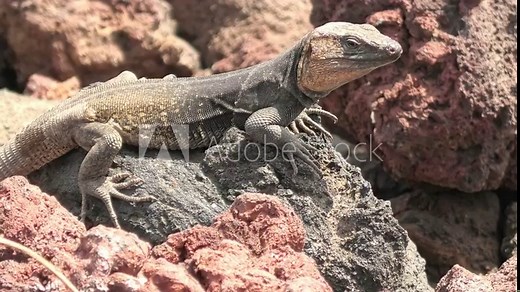 Gallotia stehlini big lizard found only on volcanic rocks of Gran Canaria in the Canary Islands. It loves to sunbathe and has unique features and behavior that help it survive in this environment.