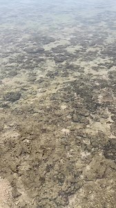 5.3K reactions · 22 shares | Baby octopus sunod ng sunod sa pain mga Idol #mahiwagangreels #panikopsahubasan #highlightseveryonefollowers2024 #fbreelsfypシ゚ #suroysuroysahubasan #BiyayaNgDagat #mababangbaybay #Amazing @highlight | Ordan Almodiel Ollos | Facebook