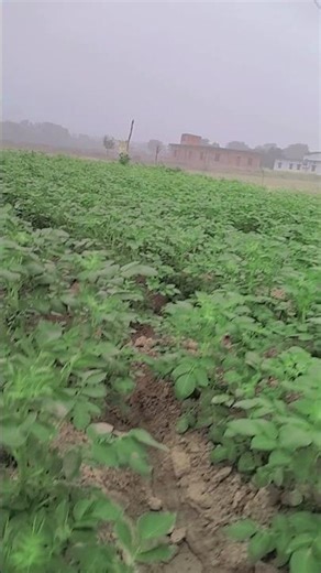 💫 Vegetable farming 💫 #VegetableFarming #OrganicFarming #HomeGarden #FarmingTips #GrowYourOwnFood