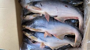 Wholesale Export Live Frozen Whole Round Frozen Basa Fish Pangas Frozen Pangasius Fish Malaysia