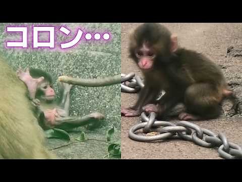 【パンチくん/punch🐵】赤ちゃん猿特集_5/27！6匹の赤ちゃん猿が可愛い！【Baby monkey feature_5/27! Six adorable baby monkeys!🐒】