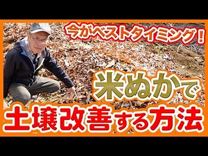 家庭菜園や農園の野菜栽培で畑全体を土壌改善する米ぬかを使った土作り！落ち葉や残渣と米ぬかで春野菜栽培に向けた土作り方法！【農家直伝】