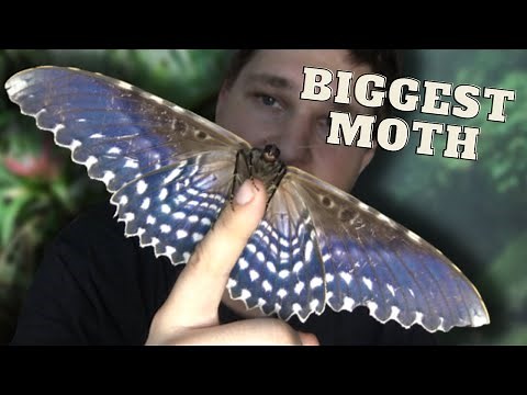 BIGGEST Moth in the WORLD! White Witch Moth / Thysania agrippina by Bart Coppens [ft REGUA Brazil]