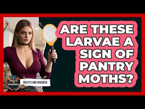 Are These Larvae A Sign Of Pantry Moths? - Insects and Invaders