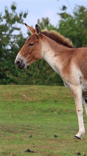 The UK’s only Eastern kiang live right here at Knowsley Safari.🫏 These powerful wild asses live in close-knit herds, often seen grazing calmly on the Safari Drive. While females stick together, adult stallions prefer a solitary life - only becoming territorial during rutting season. A rare species, and a rare sight - don’t miss them on your next adventure! #KnowsleySafari #EasternKiang #SafariDrive #OnlyAtKnowsley #WildlifeSpotting #animalsoﬁnstagram | Knowsley Safari
