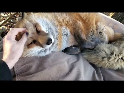 SaveAFox Rescue's Viral Video