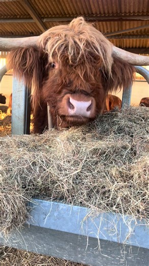 A’Steve and His Highland Cows: A Farm Life Adventure