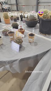 75K views · 2K reactions | Some jaw dropping cacti from the cactus and succulent society of New South Wales 2024. #bikolanahardinera #plantsmakepeoplehappy #succulents #cactus #cactusdisplay #collection #cactuslover #succulentlove #cacti #collectorsedition | Bikolanahardinera | Facebook