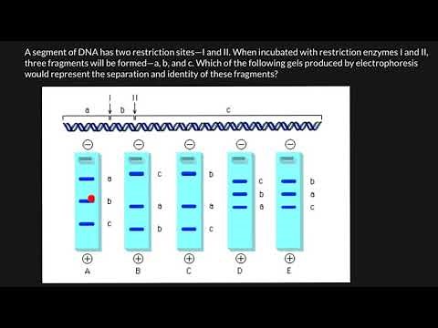 How to Read Gel Electrophoresis Bands?