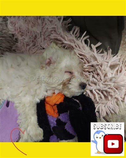 Mollie — an adorable female Cockapoo puppy