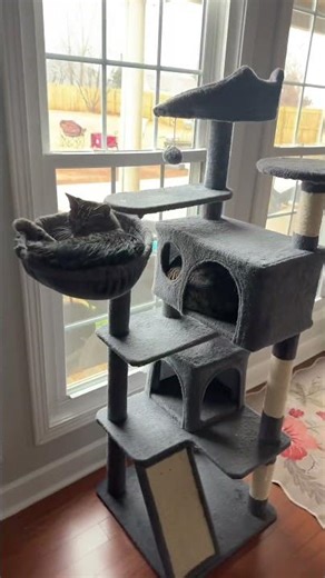 My cat practically lived in this cat tree ##catsoftiktok##cattower##cattree##petsoftiktok