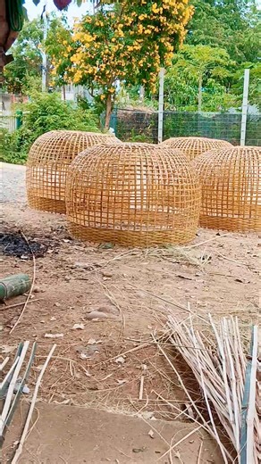 2.1K views · 77 reactions | ขอบคุณลูกค้าพานทองนะครับ วันนี้จัดไป 6 ลูกสวยๆ ✨️✨️สุ่มไก่ไม้ไผ่สีสุกมารับเองถึงที่แบบนี้ใบละ 550 บาทพร้อมท่แล็คนะครับ✨️✨️ | สุ่มไก่ชนบ้านน้องดาเดียร์ | Facebook