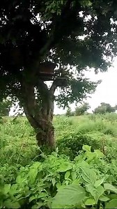 Il finit de faire la formation en APICULTURE PROFESSIONNELLE et réussit à coloniser sa toute première ruche | Tami Jardin