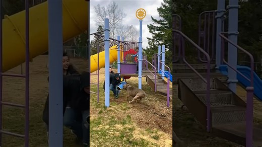 Senior giant blue pit bull still has elite protection skills