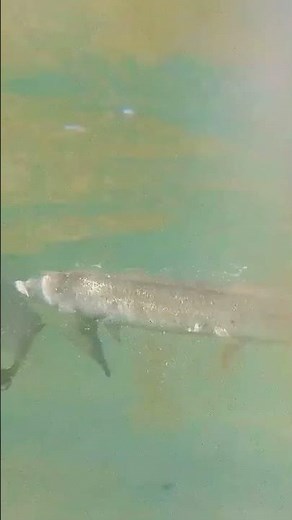 Shark vs Electric Eel — Instant Chaos ⚡️🦈 #oceanlife #shark #wildlife #underwater