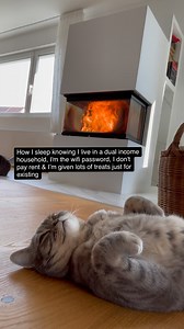 4.8M views · 387K reactions | Sorry Jola, we all know I am the password child  #Katze #cat #kater #cats #catoftheday #instacat #catstagram #neko #catsofinstagram #katzenaufinstagram | 2_Cats_2_Katzen | Facebook