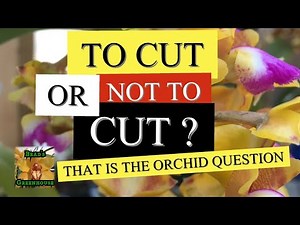 CHOPPING UP MY VANDA ORCHID 🪓: HOW TO CUT OLD BLOOMS & TRIM OLD ROOTS FIRST :VANDA SERIES PART 3