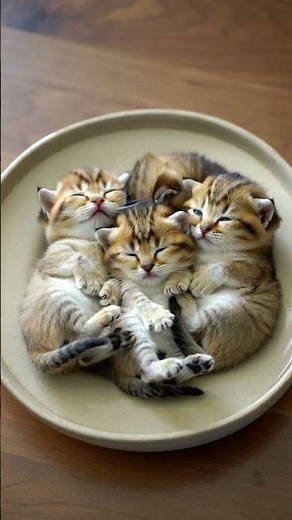 Sleepy Baby Cats 🐱 Cozy & Calming Visuals