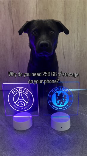 Exciting Dog Football Moments