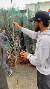864 reactions · 90 shares | Survival pruning #desi #NorthKashmir #challenge # #cherryblossom #design #antihailnet @highlight Agriculture Point Motherland Agro Nursery Basit Yousuf | Basit Yousuf | Facebook