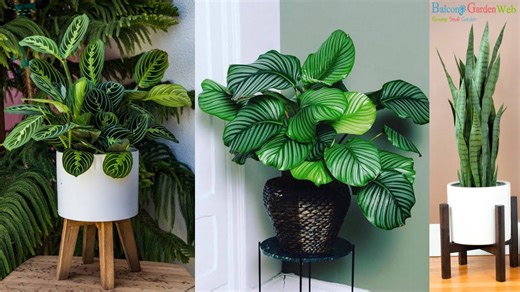 Perfect houseplants for homes with little sunlight