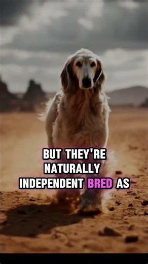 The Smartest Dog vs The Most Independent 🐶 | Border Collie vs Afghan Hound