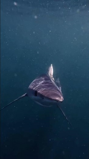 This Shark Lives In The UK?! #shorts #wildlife #shocking