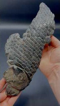 We came across a fresh shale landslide! 🏝️ We found these two spherical balls of Jurassic Age stone