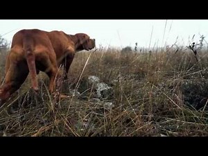 ΠΟΪΝΤΕΡ2 ΚΥΝΗΓΙ ΟΡΕΙΝΗΣ ΠΕΡΔΙΚΑΣ - ΜΠΕΚΑΤΣΑΣ - ΠΕΔΙΝΗΣ ΠΕΡΔΙΚΑΣ