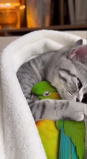 The Sweetest Cuddle Buddies