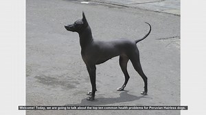 Top 10 Common Health Problems in Peruvian Hairless Dogs