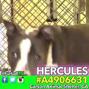 1.3K views · 173 reactions | Please keep SHARING for sweet HERCULES<...
