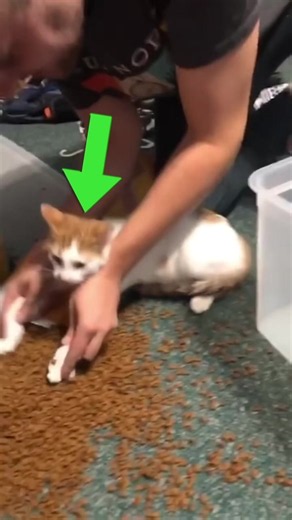 5 Errores que Seguro Cometes con tu Gato y Cómo Evitarlos