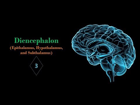 Epithalamus, hypothalamus, and subthalamus (Part-03). Prof. Ashfaqur Rahman
