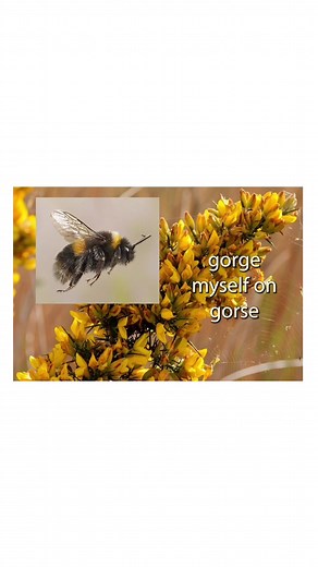 beetlemania on TikTok