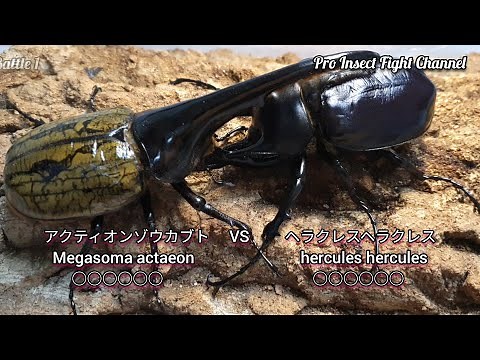 アクティオン VS ヘラクレスヘラクレス(악테온코끼리장수풍뎅이VS헤라클레스헤라클레스)