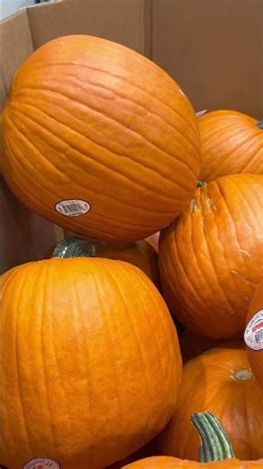 Halloween arrangements #halloween #pumpkin #youtubeshorts #ytshorts #costco