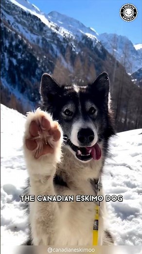 Canadian Eskimo Dog 🐺 The Arctic Guardians Of The North!