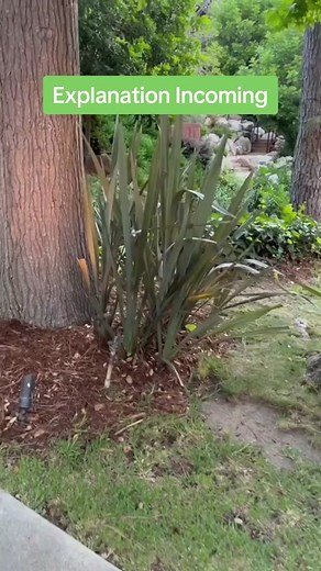 Understanding the Science Behind Dancing Leaves: Answering Miz Dan Povenmire's Physics Question