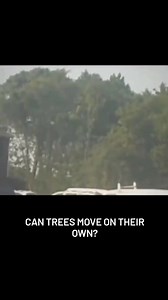 Can trees move on their own? Like the Ents from JRR Tolkien’s epic Lord of the Rings saga (only a bit slower), these trees actually move across the forest as the growth of new roots gradually relocates them, sometimes two or three centimetres per day. While some scientists debate whether these trees walk, Peter Vrsansky, a palaeobiologist from the Earth Science Institute of the Slovak Academy of Sciences Bratisla, claims to have seen this phenomenon first hand. “As the soil erodes, the tree grow