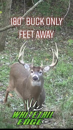 Unforgettable Encounter with Legendary Buck Named Scissors