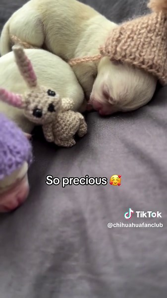 Mom & Her Precious Chihuahuas: What Makes a Soulmate?