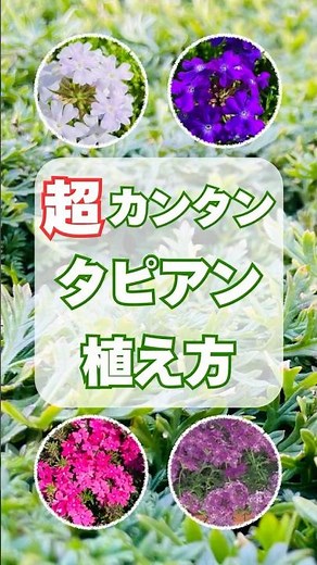 タピアンの植え方｜初心者でも簡単植え付け手順を紹介！#shorts #タピアン #グランドカバー #グランドカバープランツ #雑草対策 #庭づくり #ガーデニング