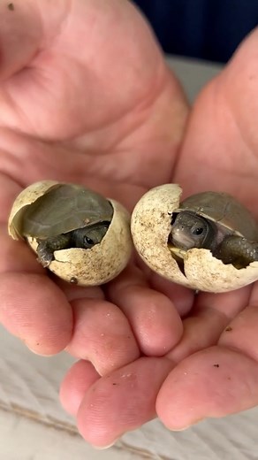 RARE BABY TURTLES HATCH! 😱😳 #babyturtle #babyturtles #babytortoise #tort #turtle #otistheturtle #terrapene #terrapenemexicana #animaleducation #cutepets #saveturtles #interesting #animalfacts #boxturtle #boxturtles #mexicanboxturtle #babyboxturtle #wildlifeconservation | Garden State Tortoise