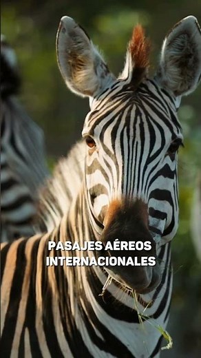 Recorré #sudáfrica con Leiva Viajes y Turismo