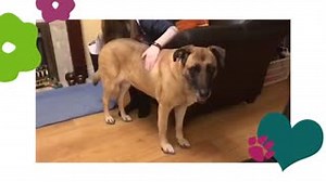 2.4K views · 82 reactions | Meet Suzie, a gorgeous bullmastiff cross...